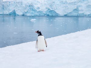 Penguin in Antarctic wildlife